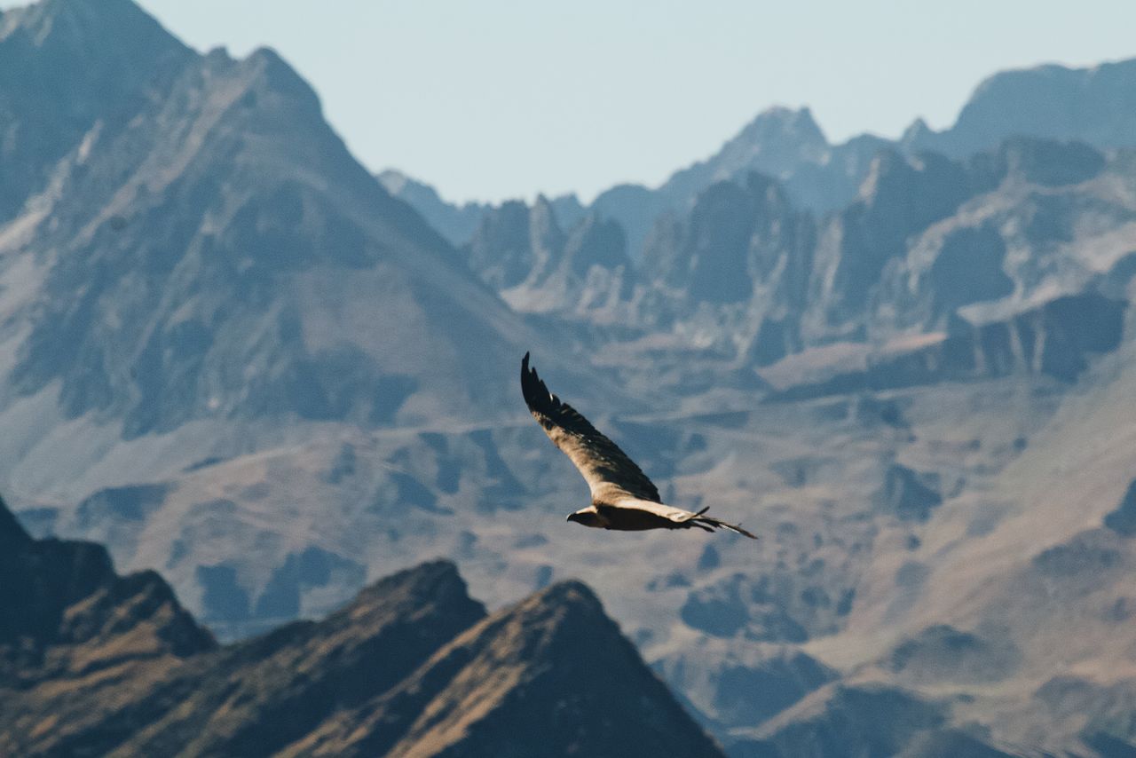A stunning capture of an eagle soaring gracefully over rugged mountainous terrain, showcasing wildlife in nature.