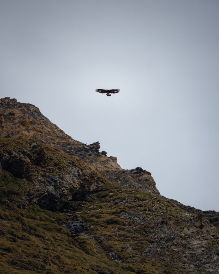 Eagle gliding over rugged alpine landscape in Austria, showcasing freedom and wilderness.