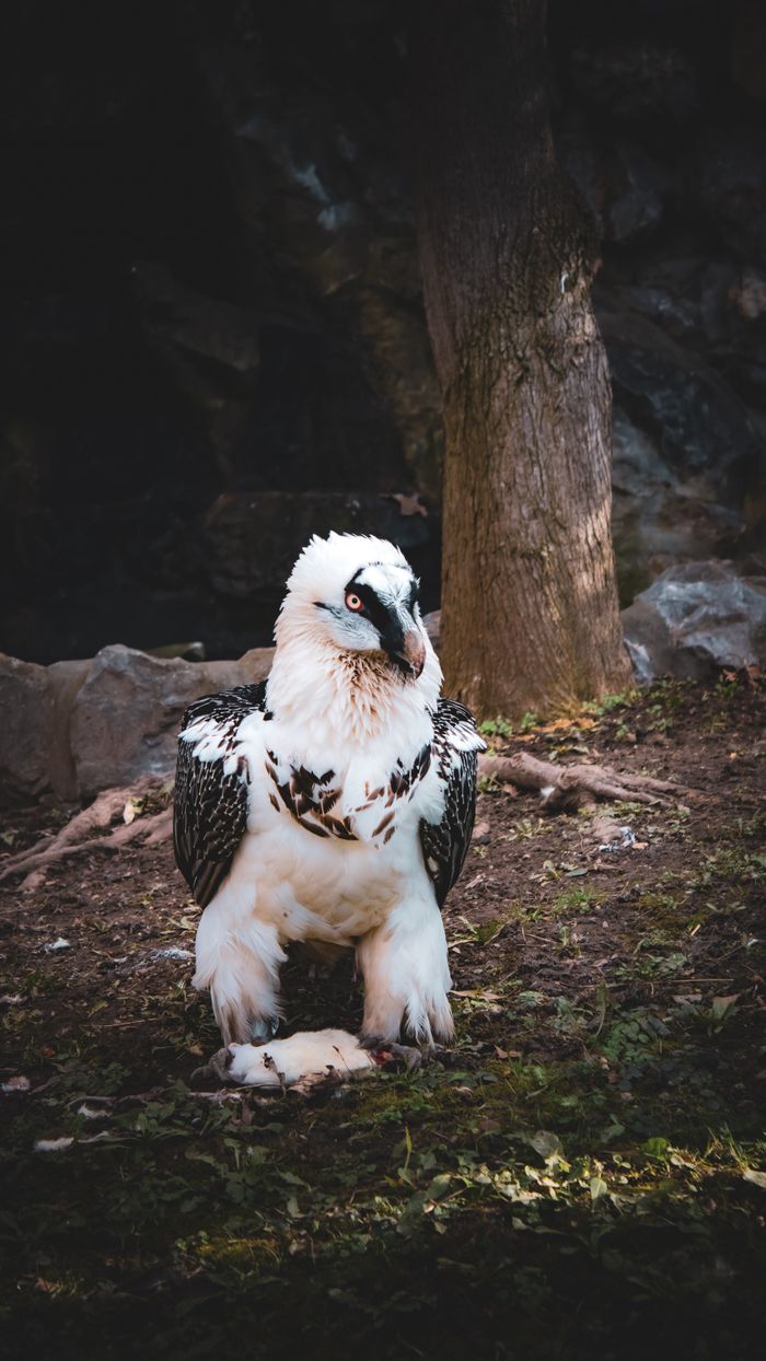 A striking bearded vulture perches in a lush forest setting, exuding wild elegance.