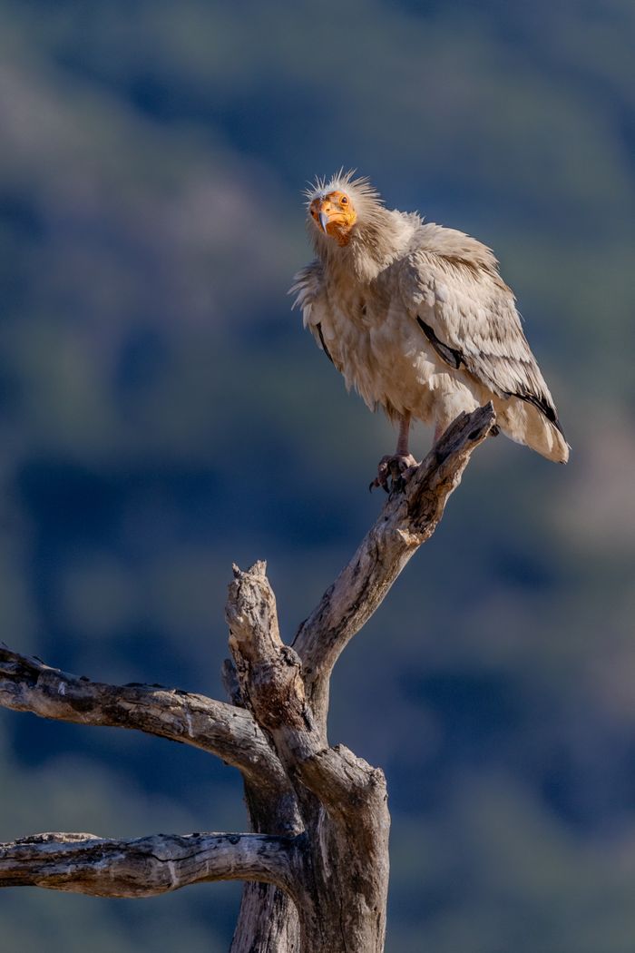 A striking image of an Egyptian vulture perched on a bare branch with a blurred natural background.
