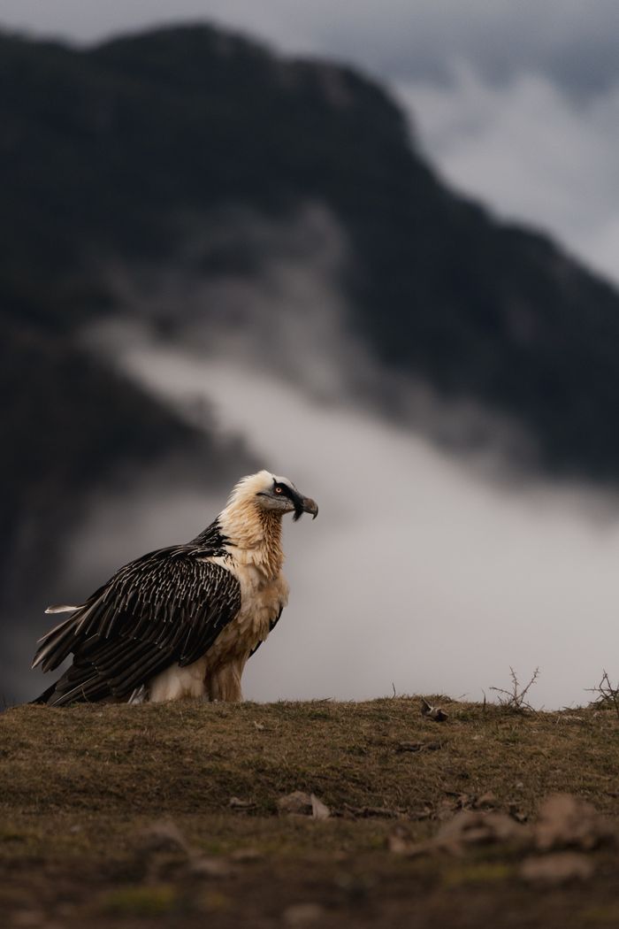 A majestic bearded vulture perched on a mountain edge, with scenic clouds in the background.