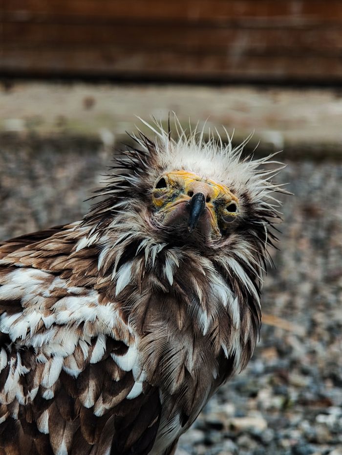 Portrait of an Egyptian Vulture with wet plumage displaying unique facial features.