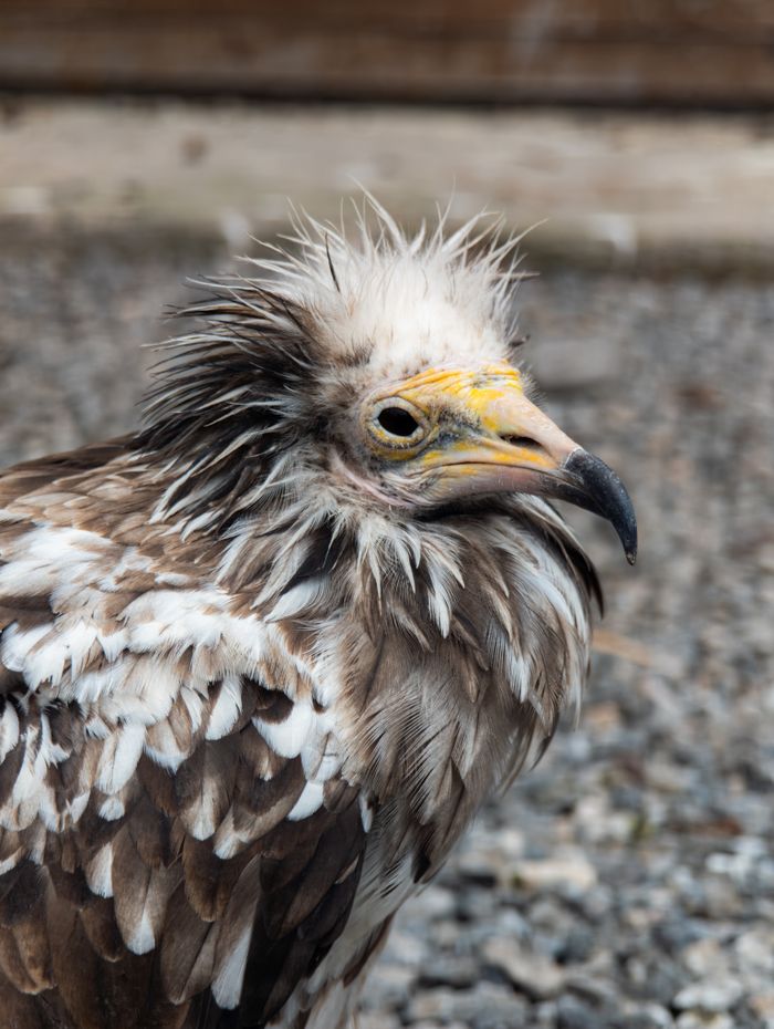 A detailed portrait of an Egyptian vulture with rugged plumage, perched on gravel.