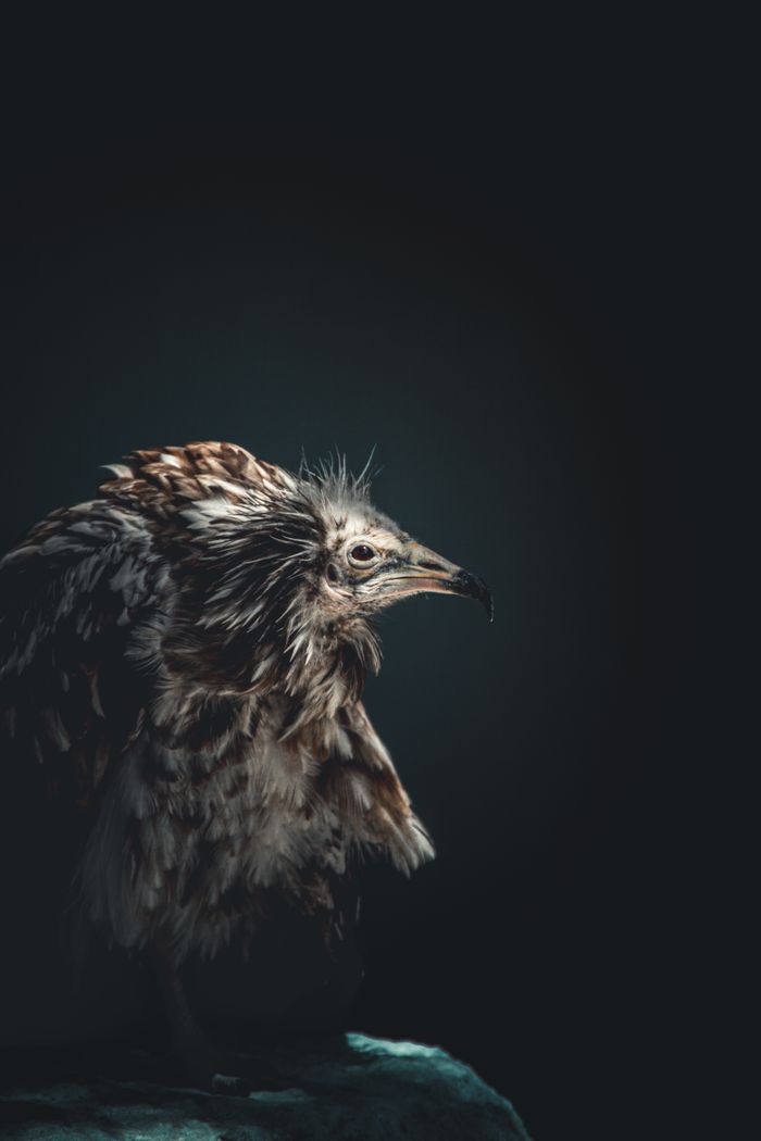 Artistic close-up of a crested bird with dramatic lighting and contrast.