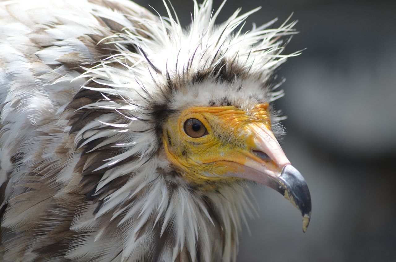 Detailed close-up of an Egyptian vulture, capturing its distinctive features under natural light in Spain.