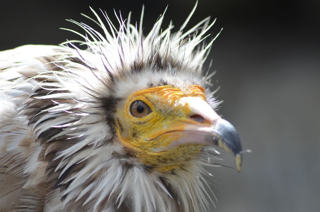 Detailed close-up of an Egyptian Vulture in Lérida, showcasing its unique features.