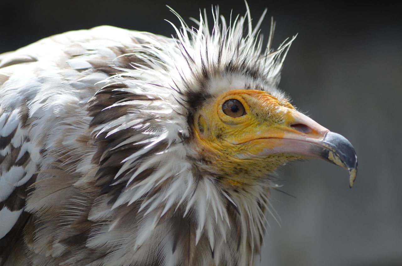 Detailed close-up of an Egyptian vulture in Lérida, Spain, showcasing its distinct features.